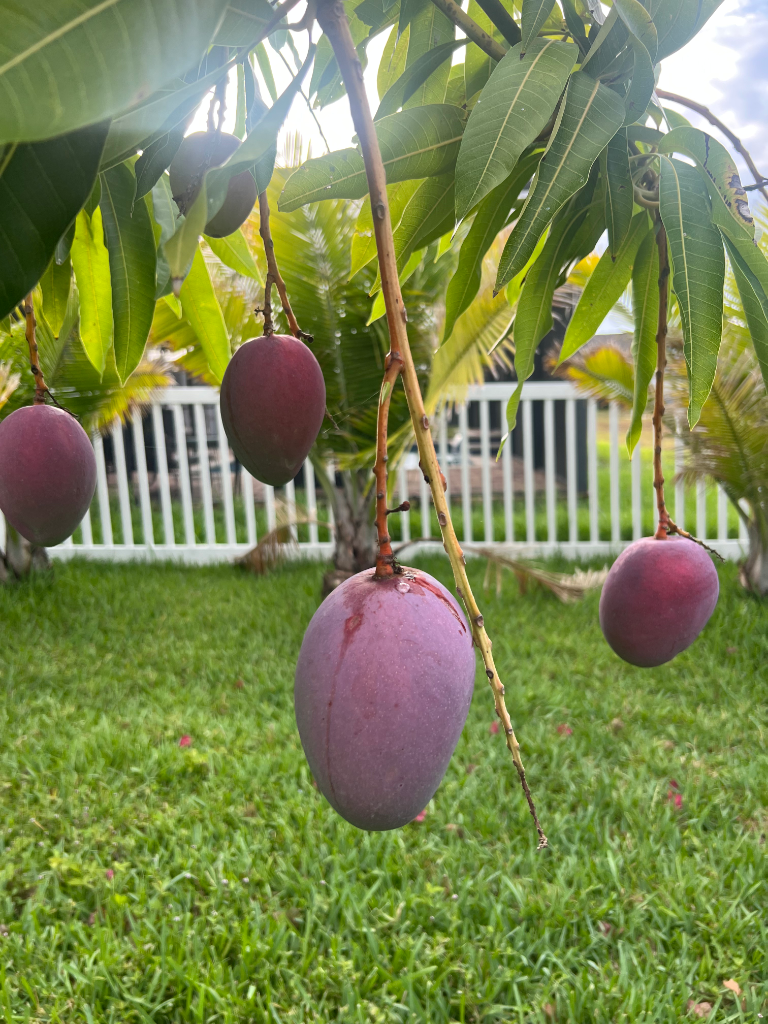 Backyard mango tree with ripe purple mangoes hanging