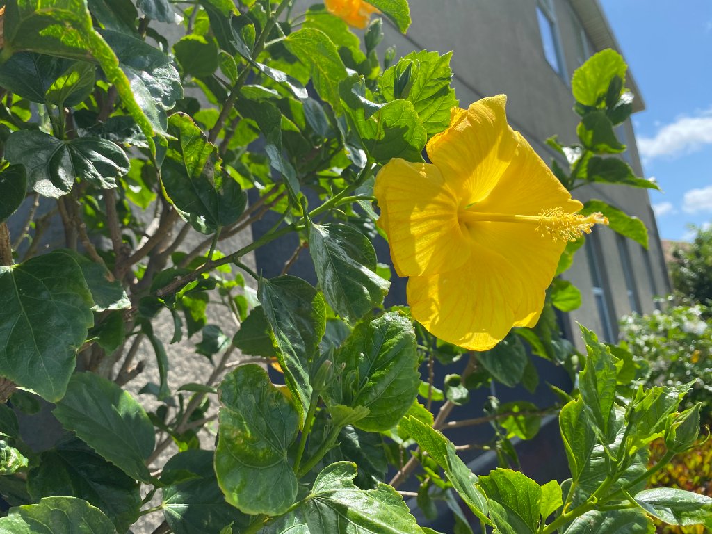 Bright yellow hibiscus flower in full bloom against lush green foliage