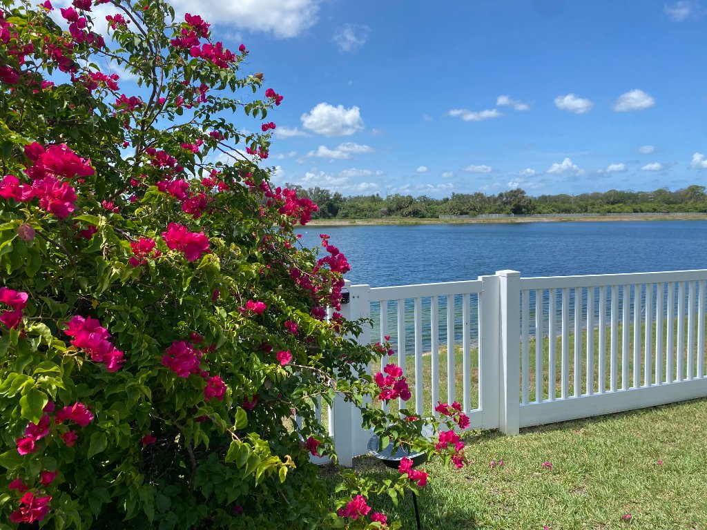 Magenta bougainvillea bush blooming beside a white picket fence with lake beyond