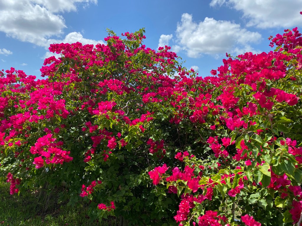 Dense magenta bougainvillea bush blooming under a blue sky with fluffy clouds