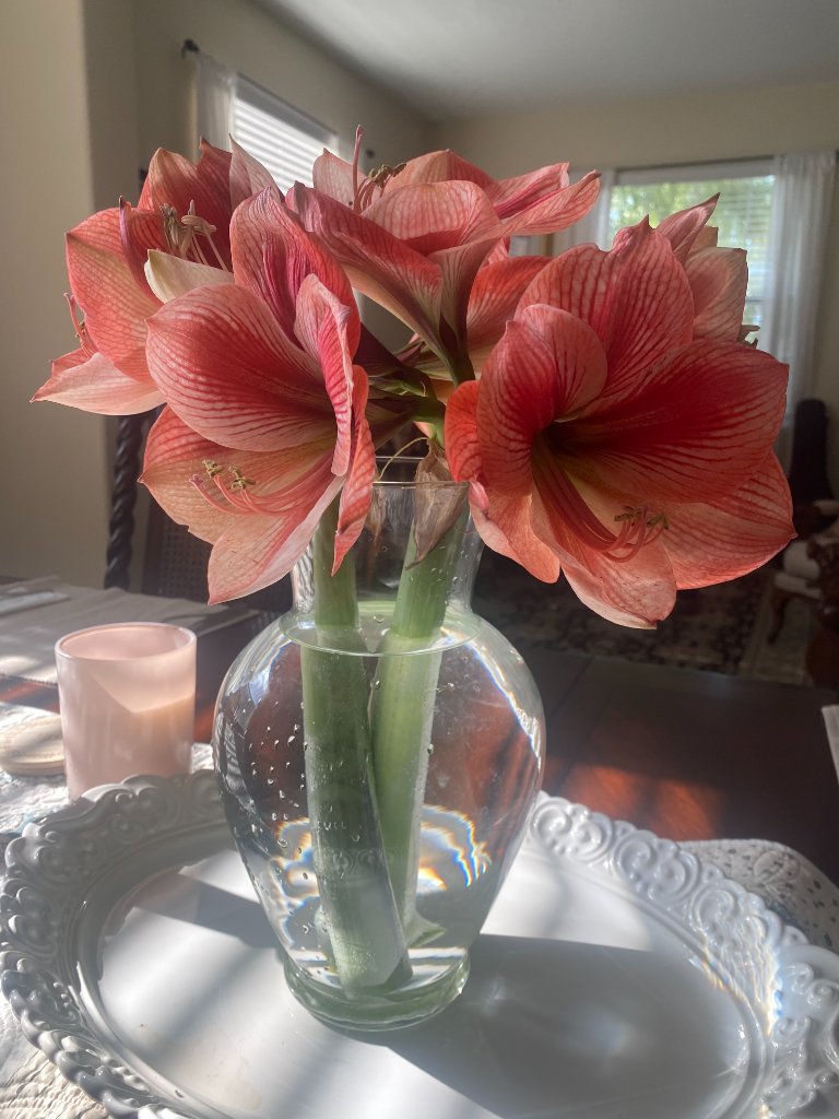 Peach-and-white striped amaryllis blooms in a clear glass vase