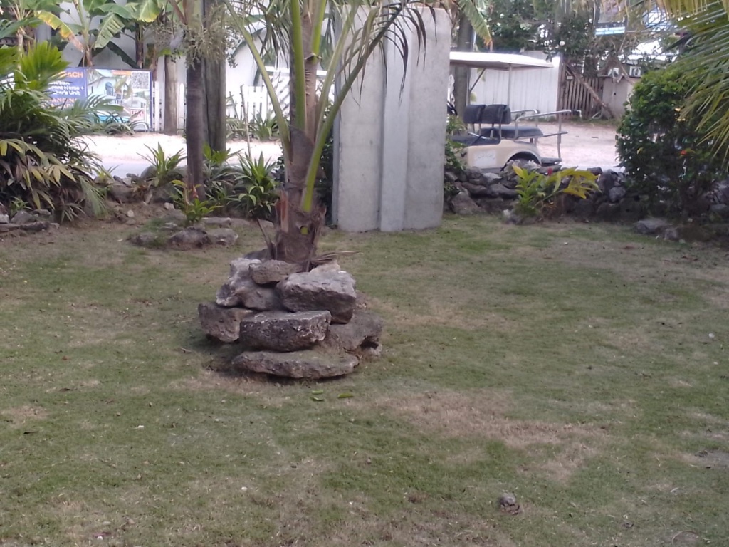 Landscaped palm tree lawn
