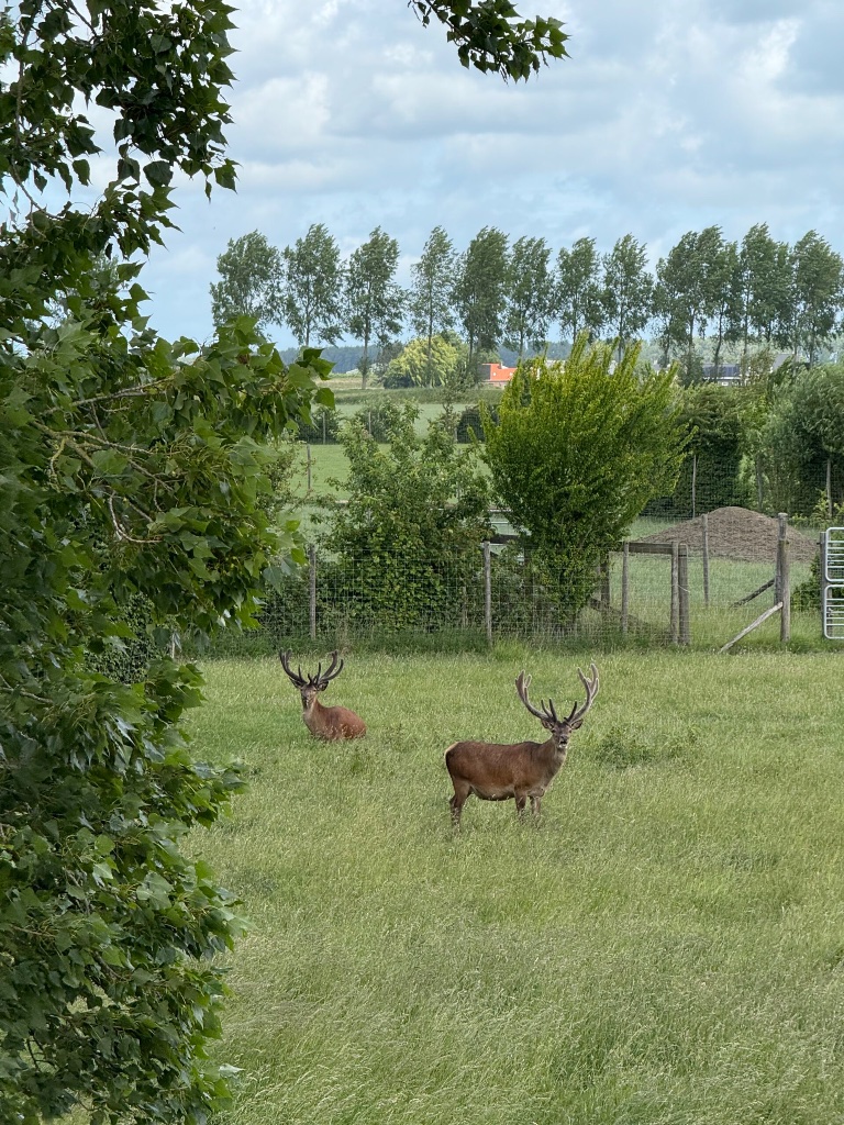 Herten op het land van De Zeeuwse Boer in Zeeland