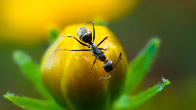 En myre på en blomst