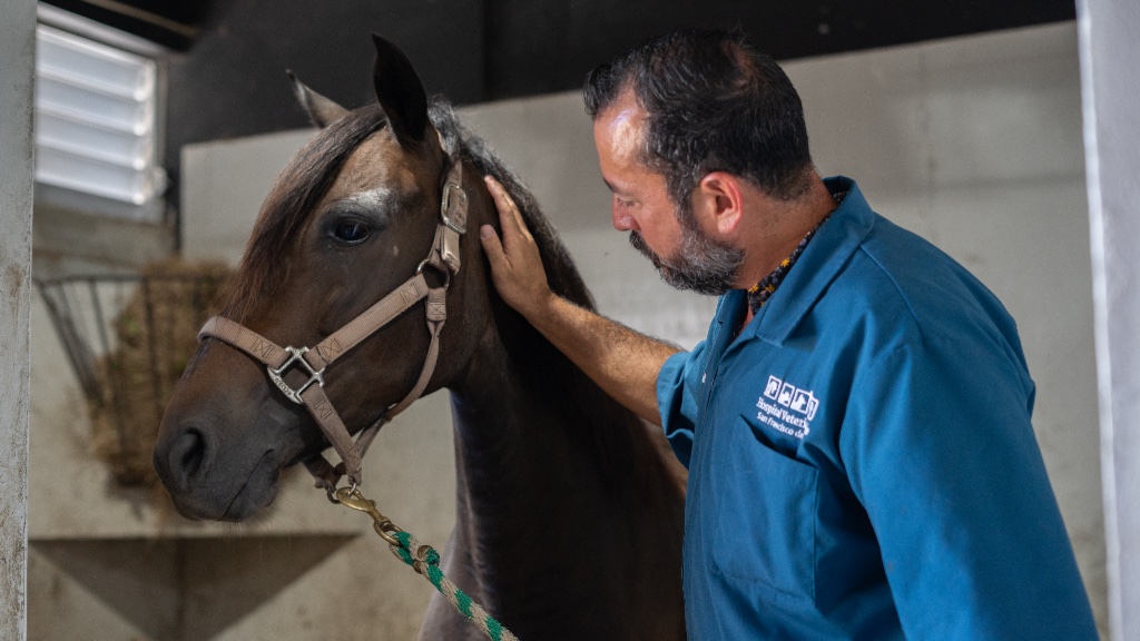 Médico veterinario cuidando a un caballo