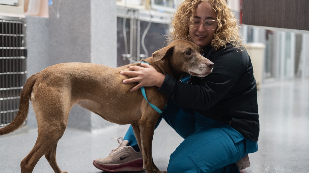 Hospital Veterinario San Francisco de Asís