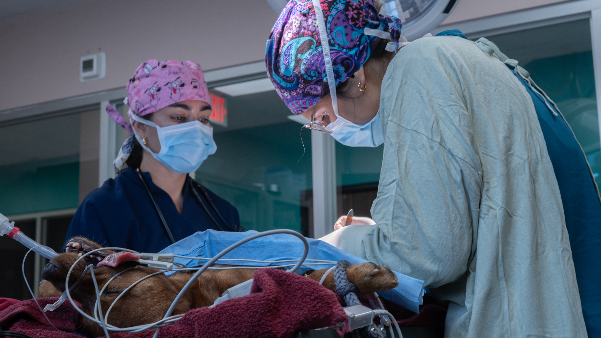 Banco de sangre veterinario en HVSFA