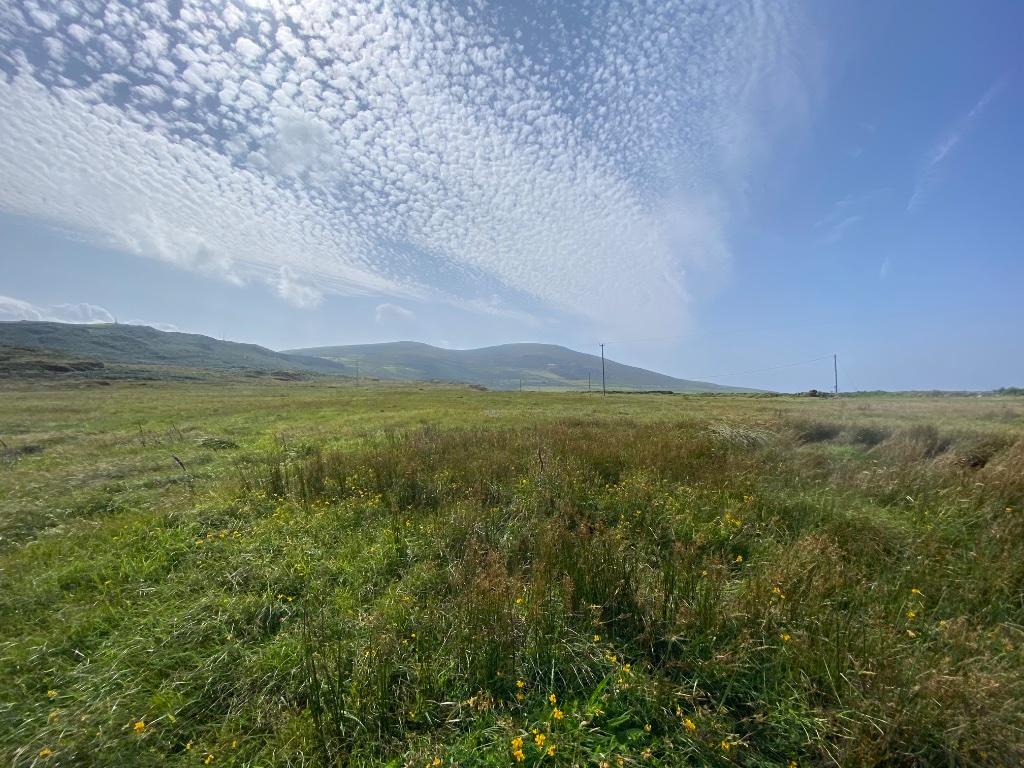 Green landscape