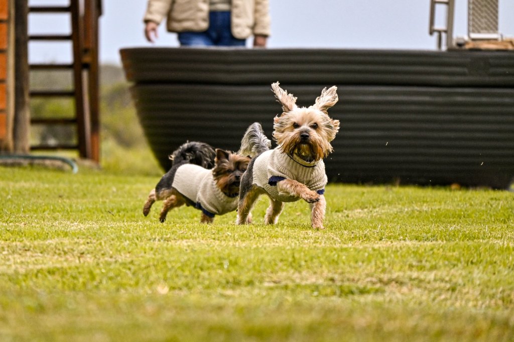Four-Legged Friends