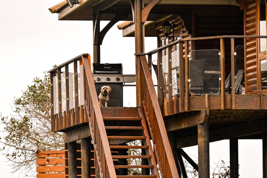 Dog on the cabin deck