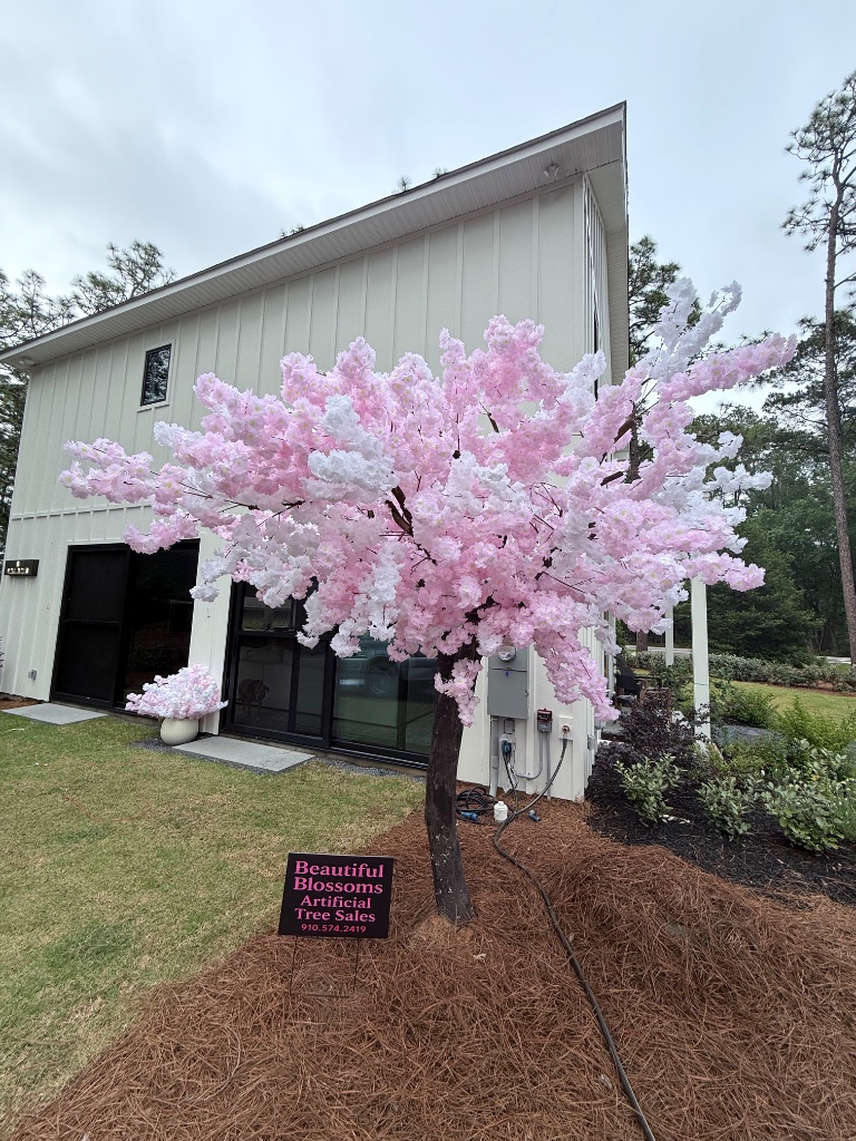 Beautiful Blossom Tree at the Pinehurst farmhouse