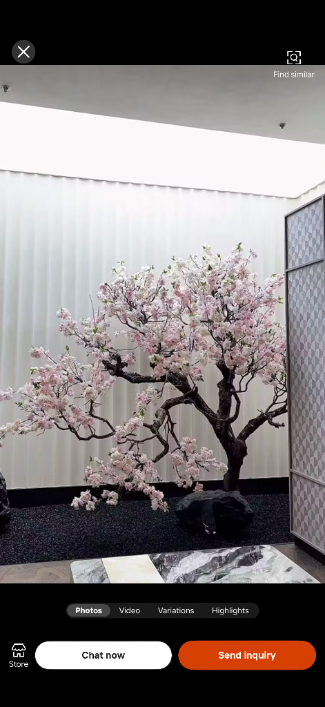 Blossom tree outdoor setting