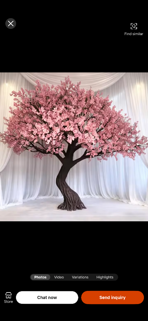 Hanabi 6-8ft Blossom Tree