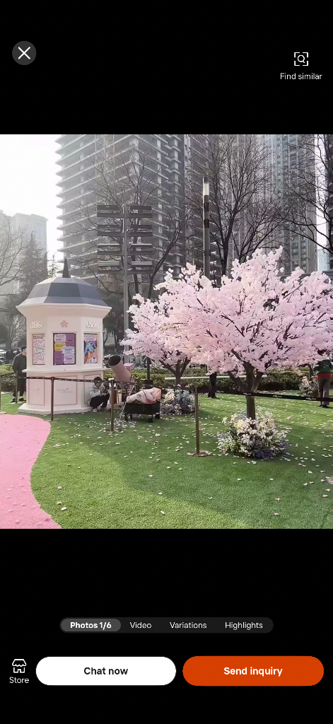 Full pink blossom tree with draping