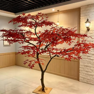 Red maple tree