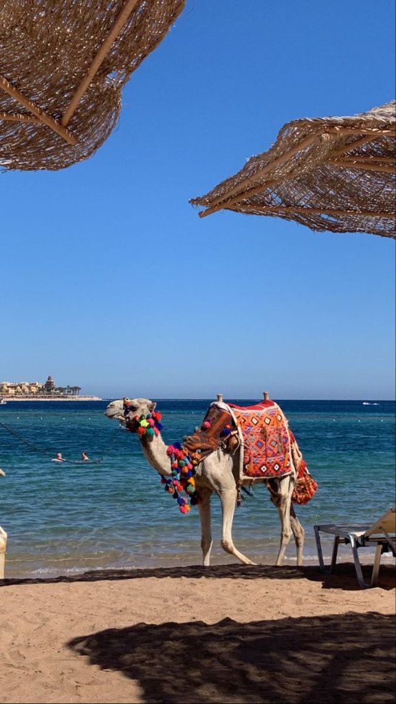 Decorated camel on the beach with the Red Sea behind