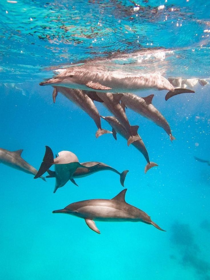 Spinner dolphins swimming underwater in the Red Sea