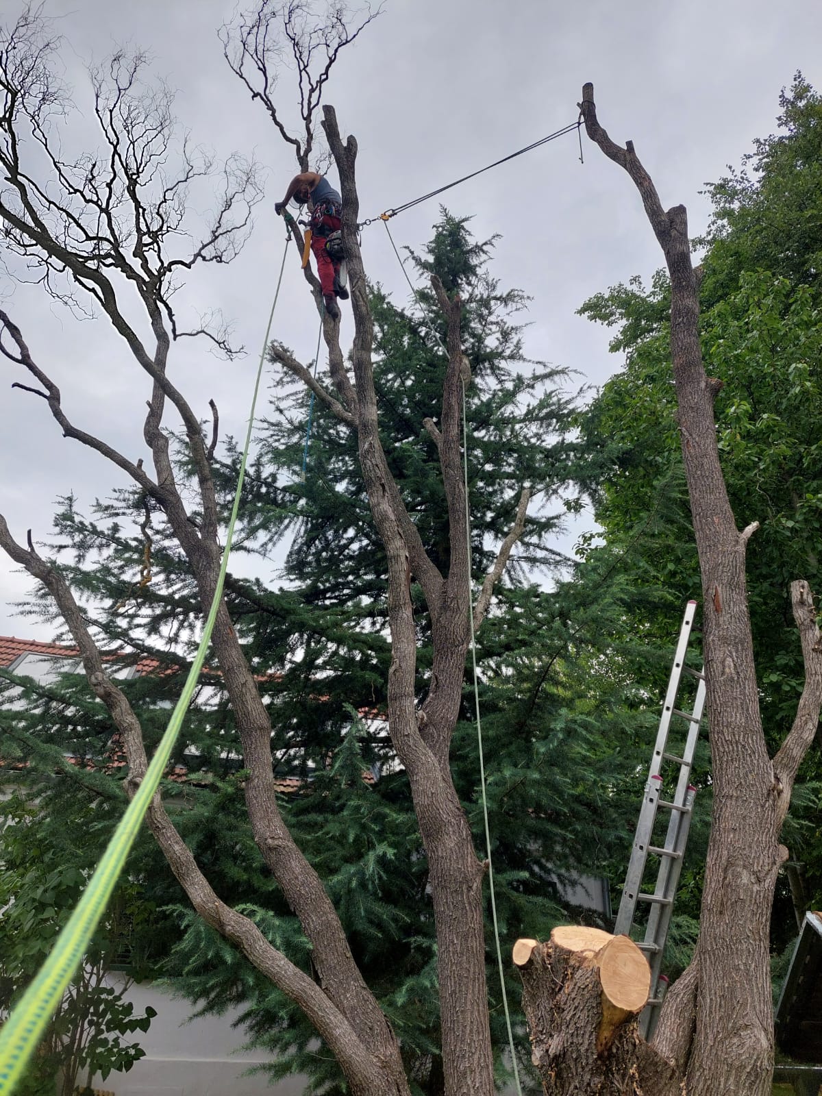 Baumpflege in einer Platane im Schlosspark