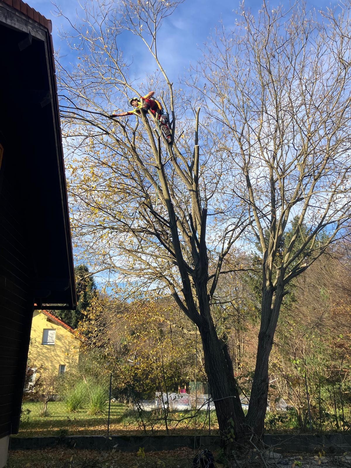 Kontrollierte Fällung mit Motorsäge im Garten