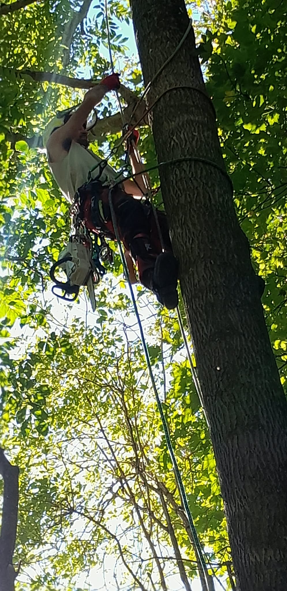 Baumpfleger beim Aufstieg am Stamm im Laubwald