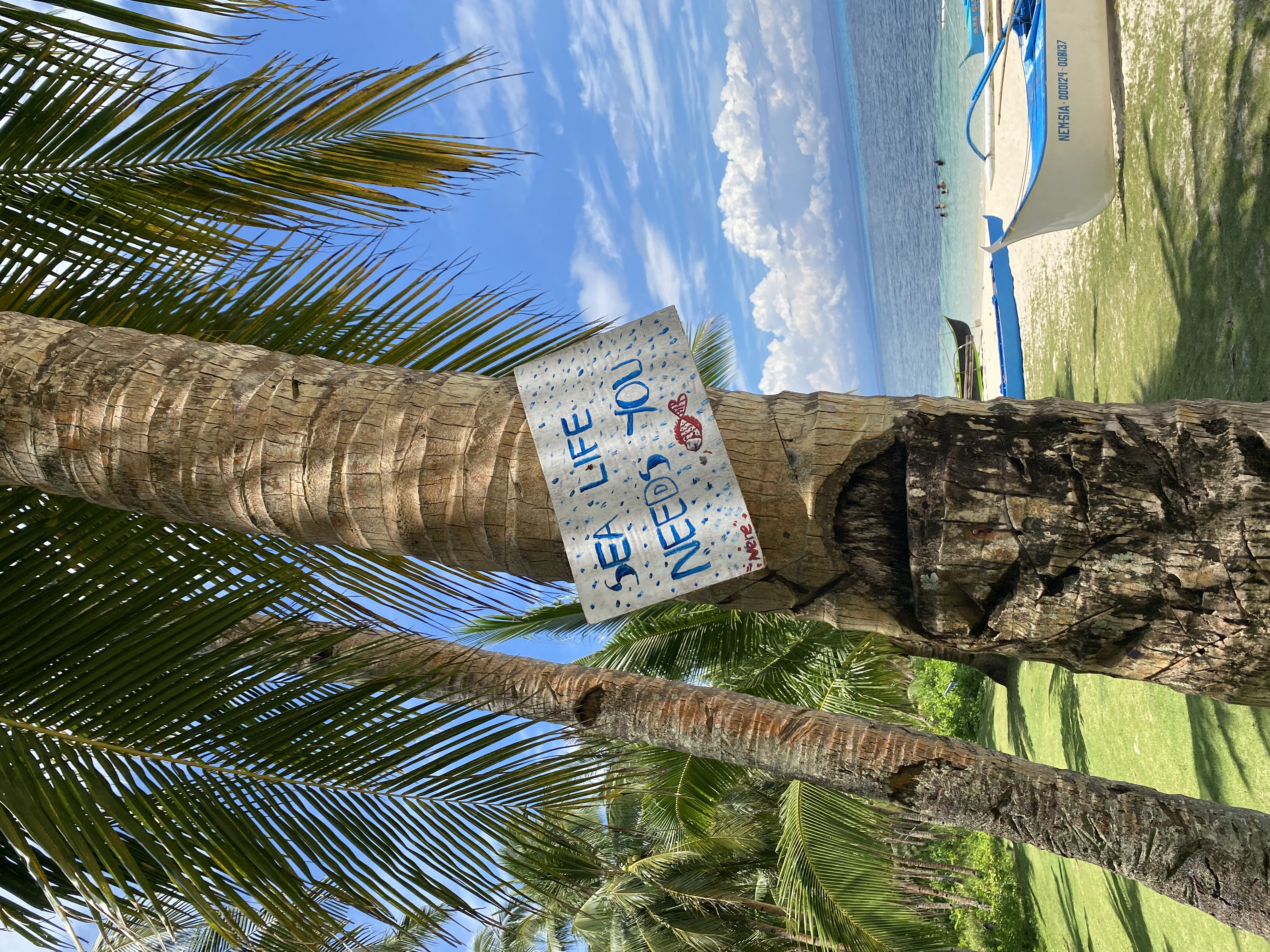 Sea life sign on a palm tree in the Philippines