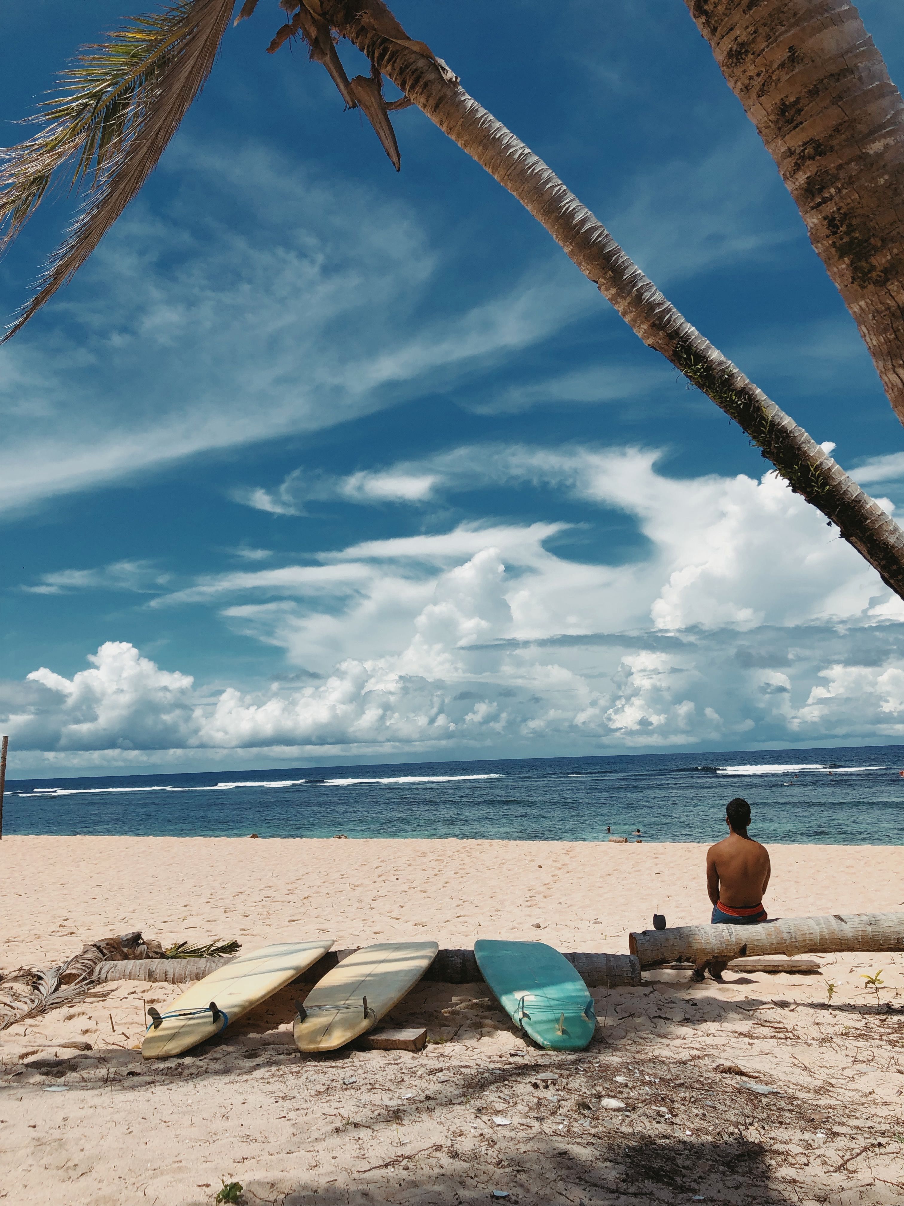 Surfboards resting on the sand under palms