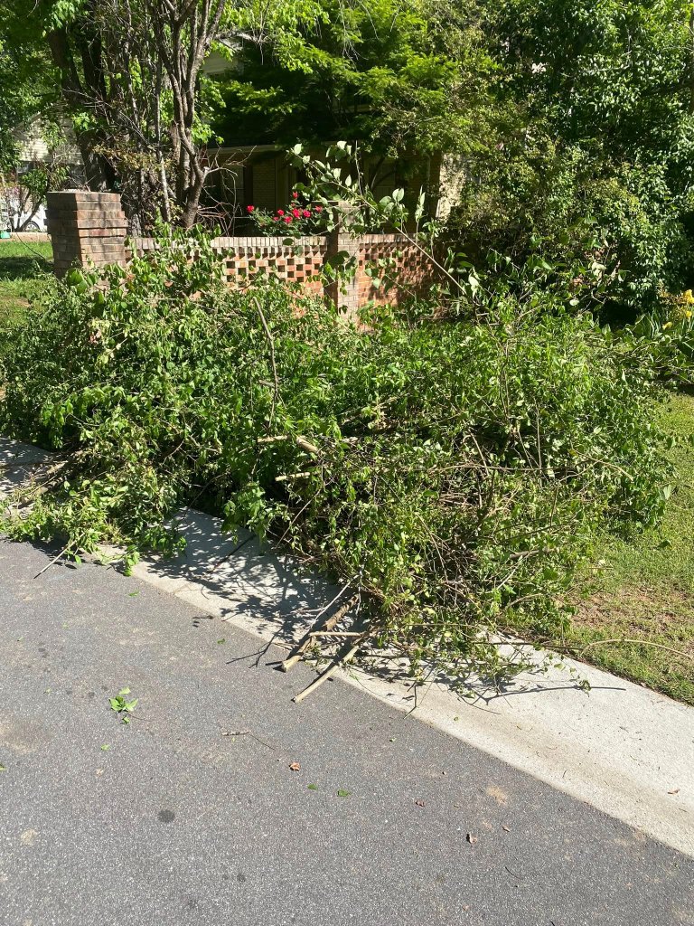 Overgrowth cleared & hauled away