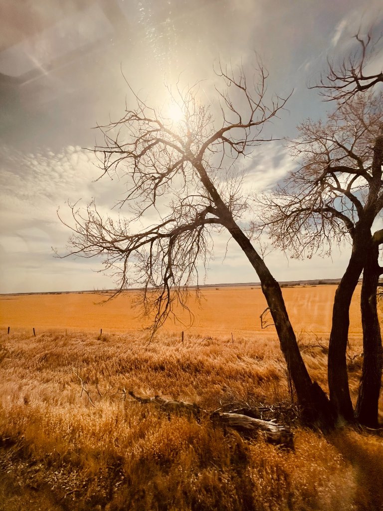 A bare tree leans against a wide open prairie sky, golden dry grass stretching to the horizon, warm amber tones