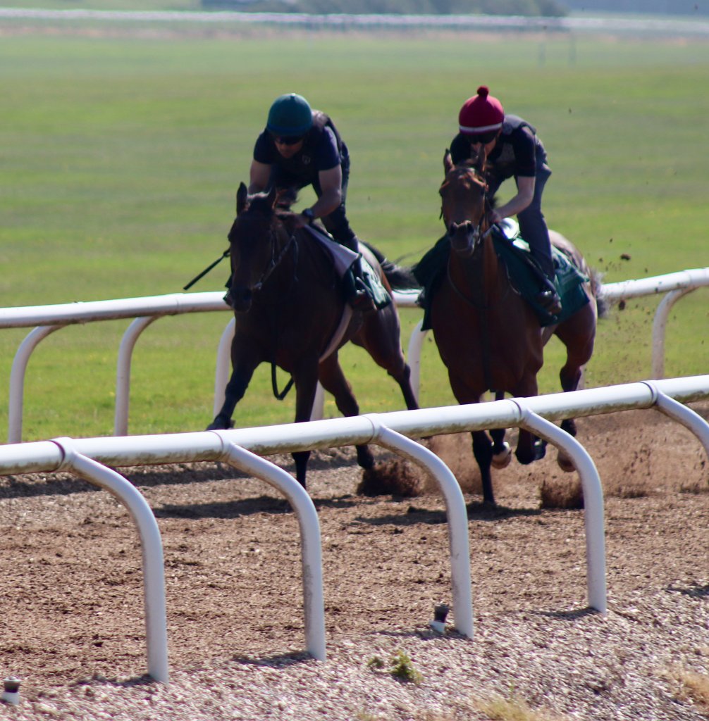 O'Donoghue Racing — from the gallops at Currabeg Stables, The Curragh (4)