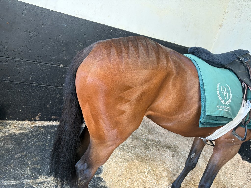 O'Donoghue Racing — from the gallops at Currabeg Stables, The Curragh (6)