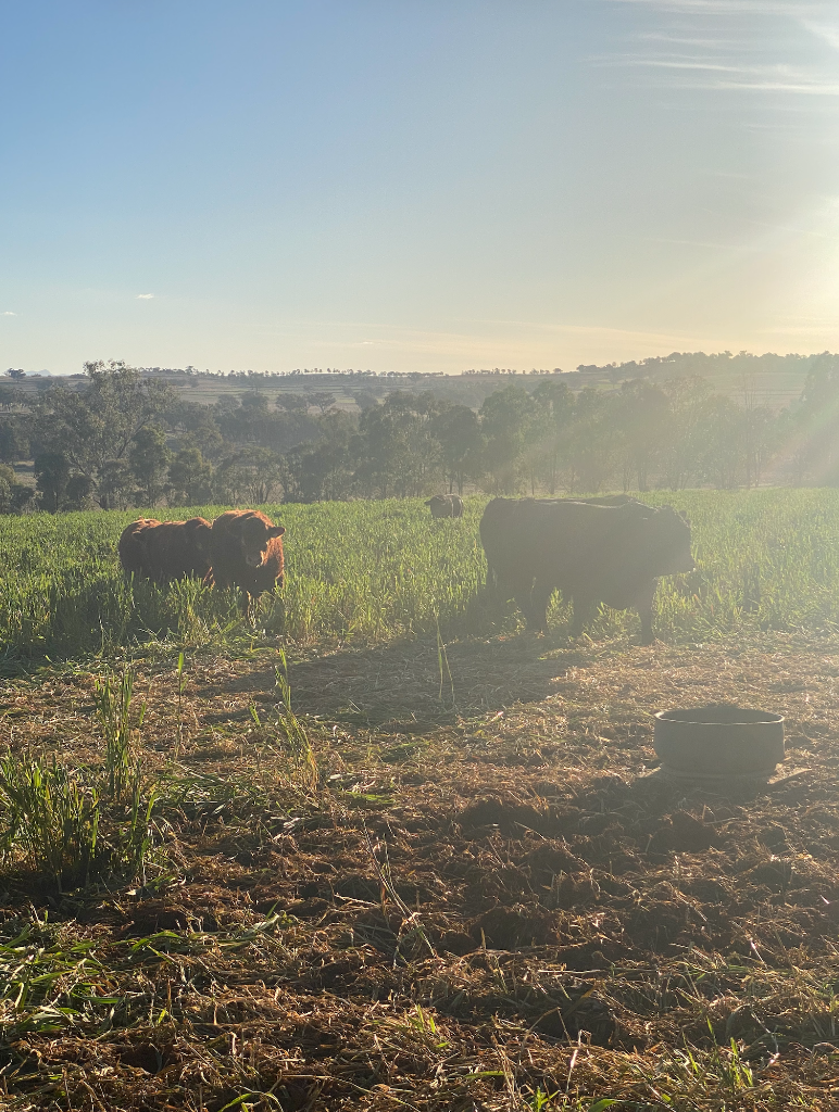 Cattle grazing on agricultural land in rural NSW