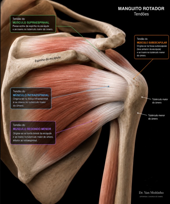 Anatomia do manguito rotador — vista posterior dos tendões do ombro