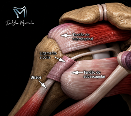 Anatomia do manguito rotador — vista anterior dos tendões do ombro