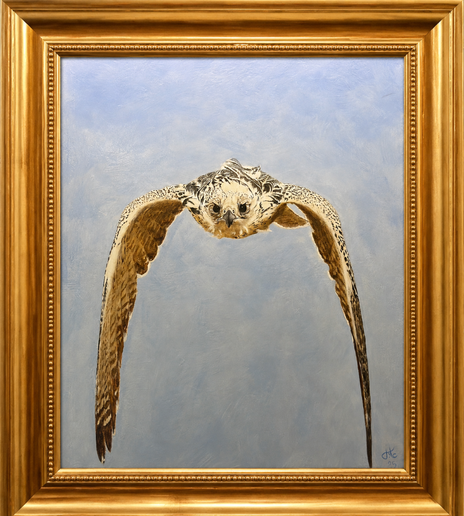 A pristine white falcon perched on a traditional wooden wakir, set against an electric cobalt blue — a jewel-like portrait of Arabian falconry.