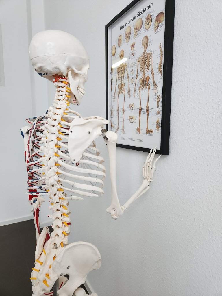 Anatomie-Modell