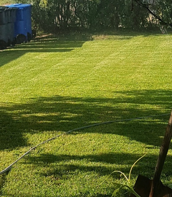 Freshly seeded backyard lawn with irrigation on summer evening
