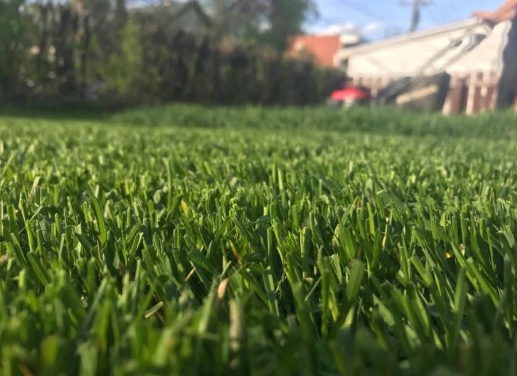 Fresh cut green grass close-up on a sunny day