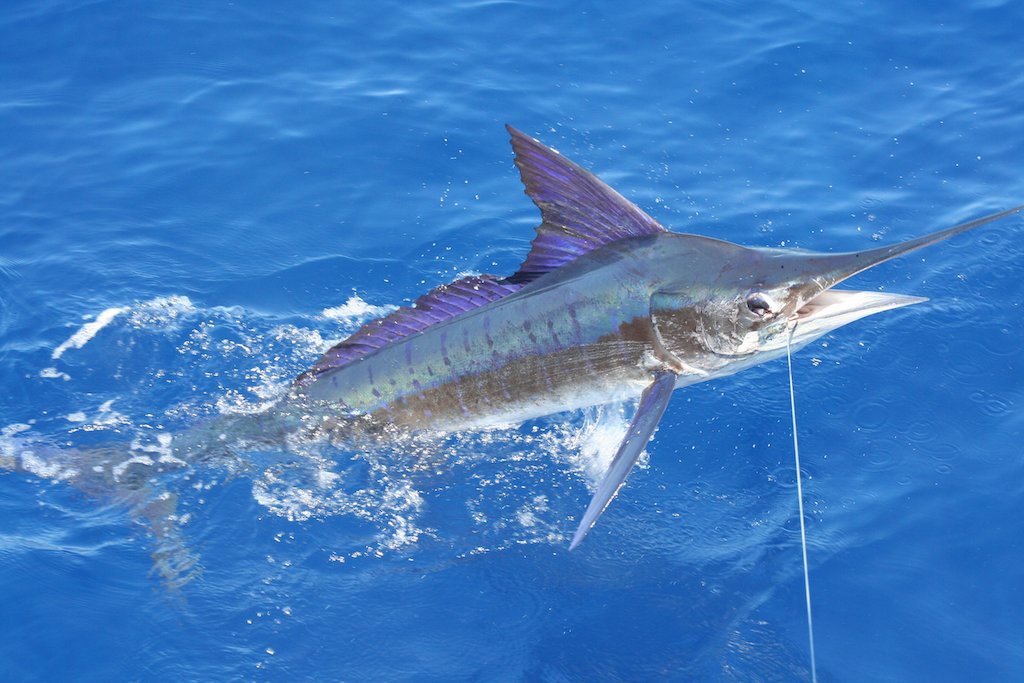 The Best Sea Fishing in Europe