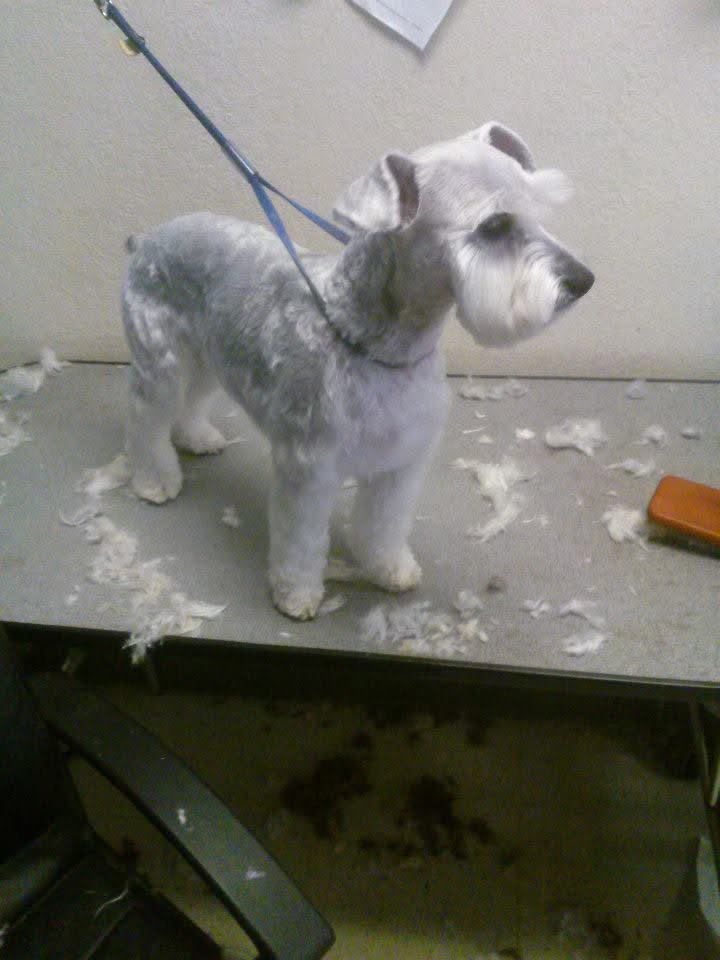 Dog on the grooming table with fresh hair clippings and a grooming brush