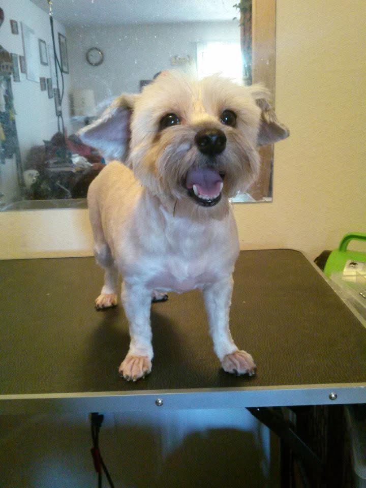 Dog standing on the grooming table during an appointment