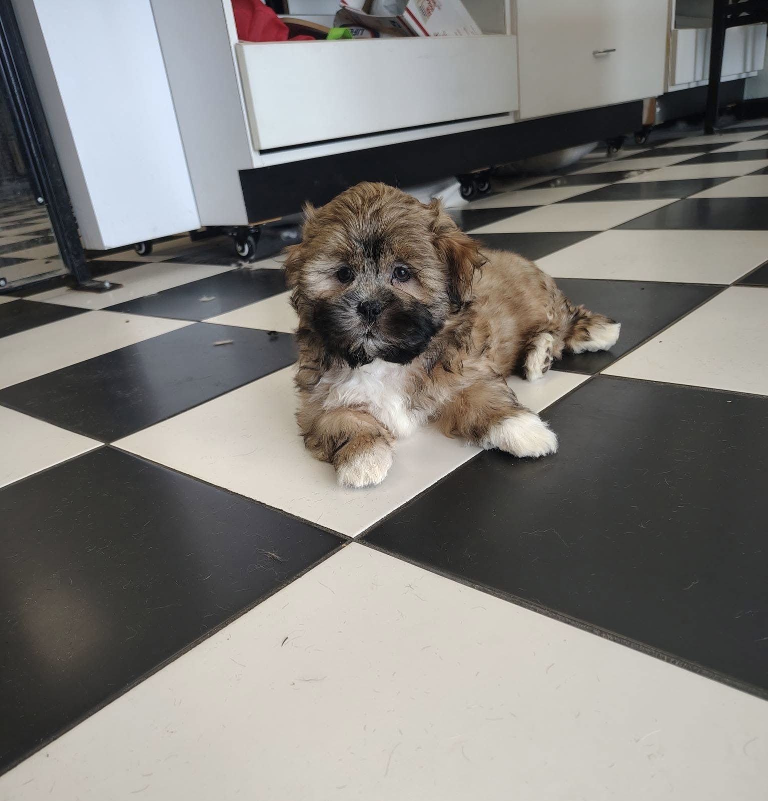 Freshly groomed dog portrait