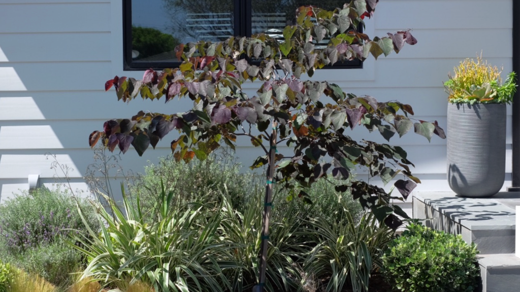 Planting detail — specimen redbud tree with ornamental grasses, lavender, and boxwood