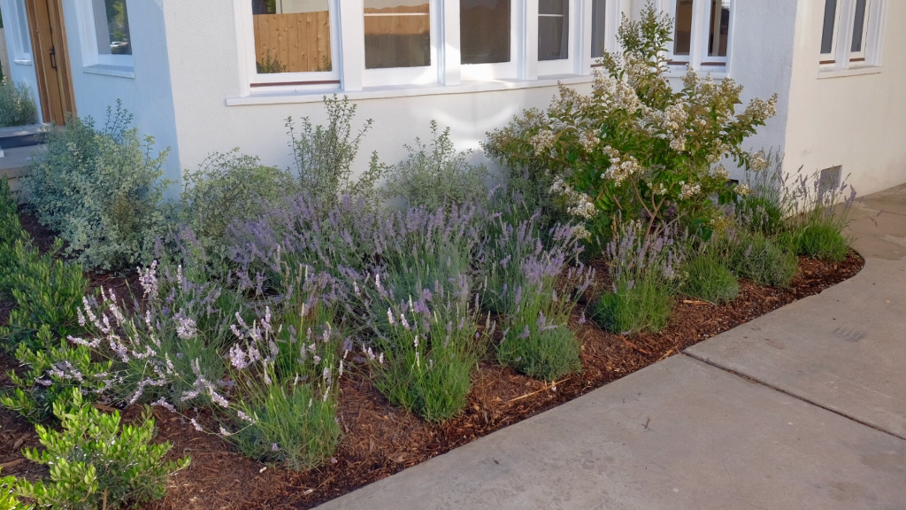 Foundation border planting — lavender, sage, and flowering shrubs against white stucco