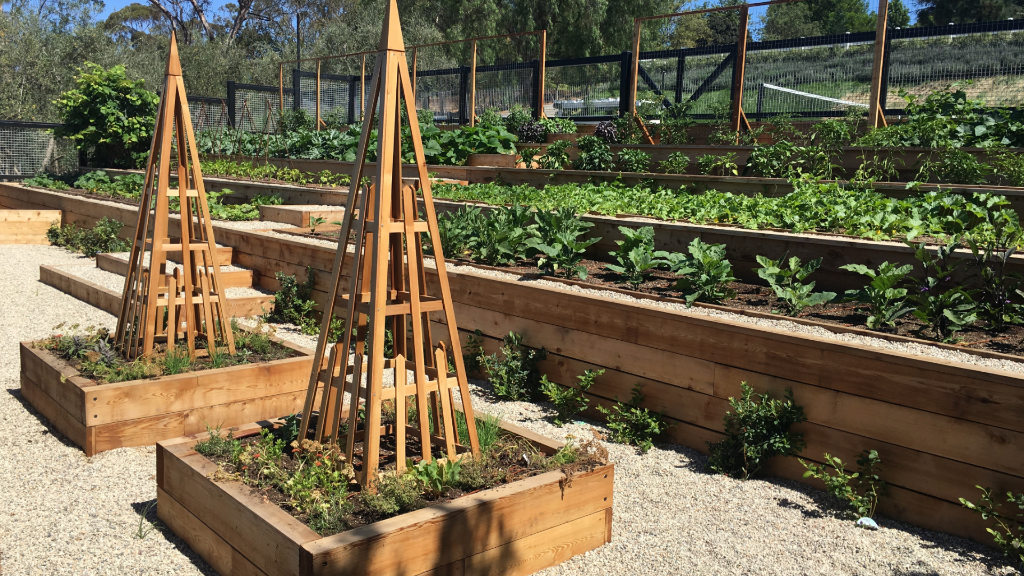 Terraced kitchen garden — cedar raised beds, obelisk trellises, gravel paths, productive planting
