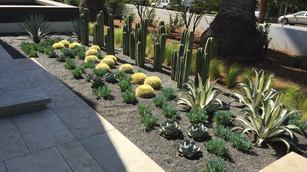 Desert xeric garden — barrel cacti, agave, San Pedro cactus, decomposed granite and large-format pavers