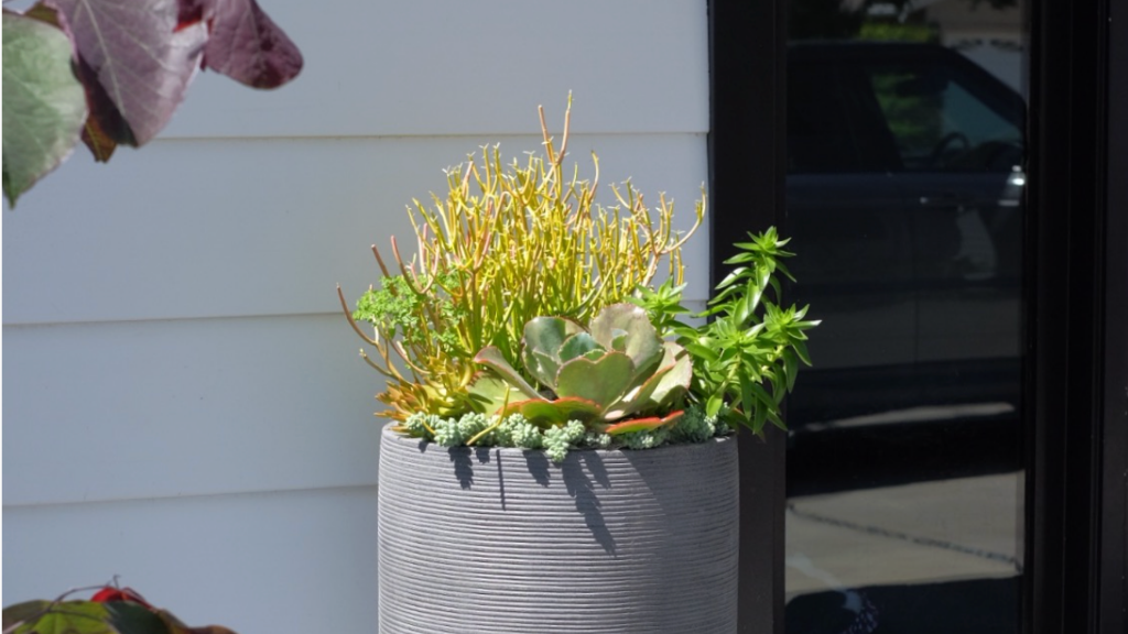 Container detail — custom succulent planting in ribbed concrete vessel at entry