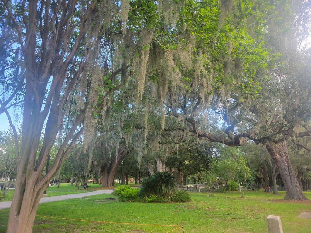 Mature oak trees draped in Spanish moss at a public park