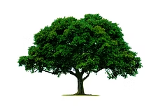 Capital Tree Experts logo