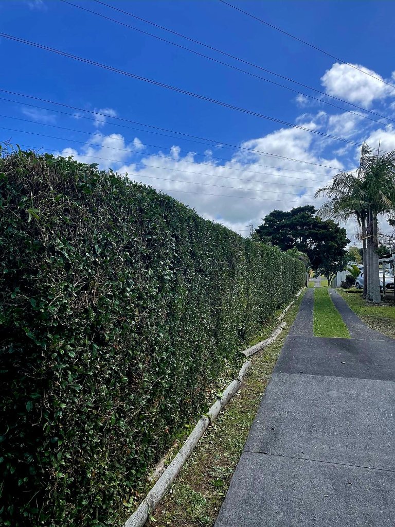 After - Hedge Trimming