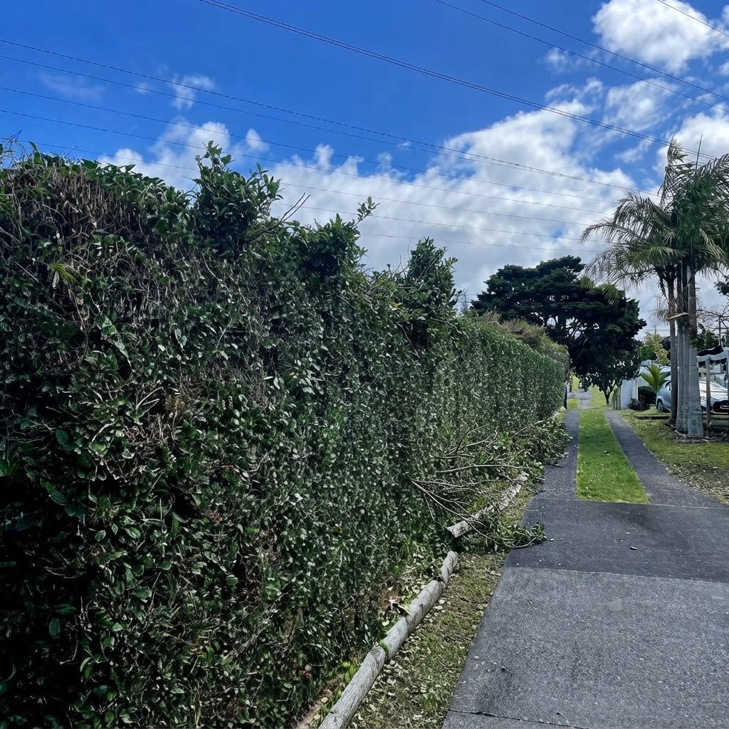 Before - Hedge Trimming